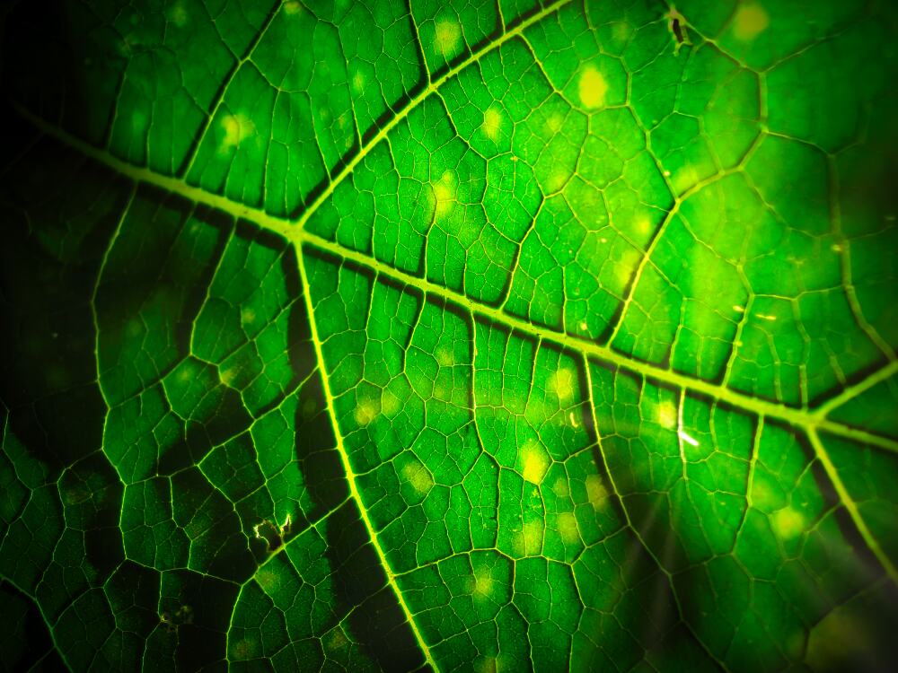 Detail Ansicht eines Pflanzenblattes