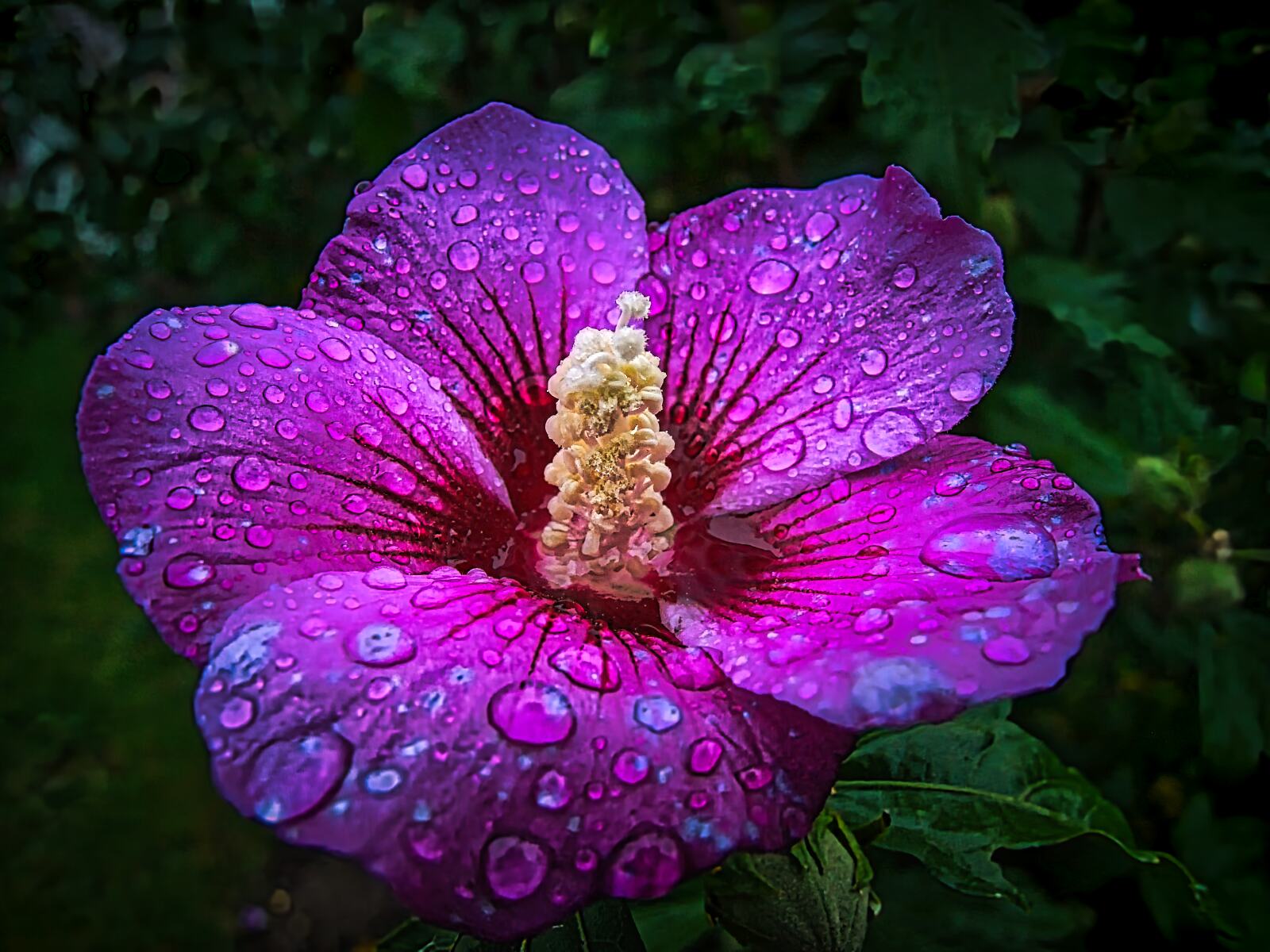 Blume Mystisch im Regen