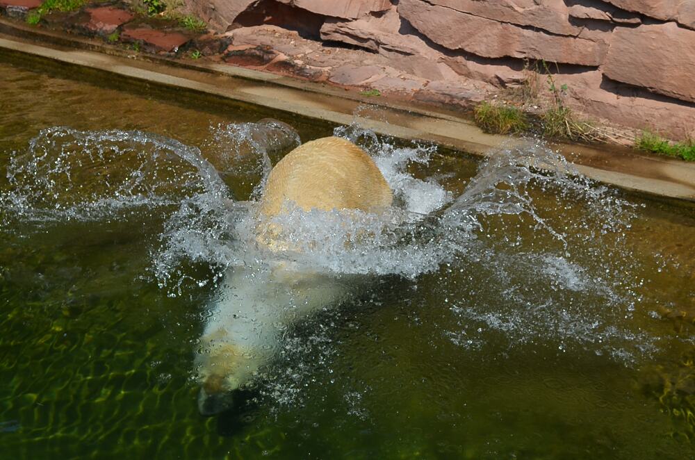 Eisbaer geht baden
