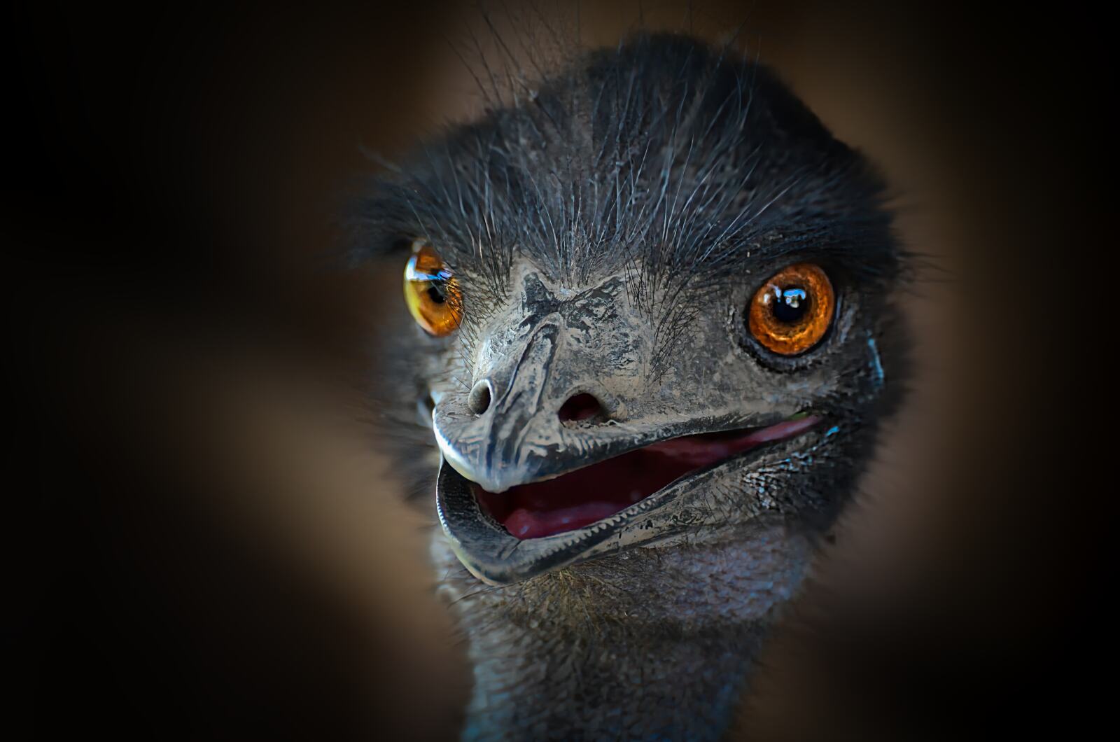 Emu Portrait im Zoo