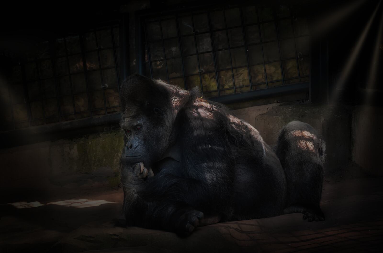 gelangweilter Gorilla im Zoo, mit Schatten-Sonne Effekt