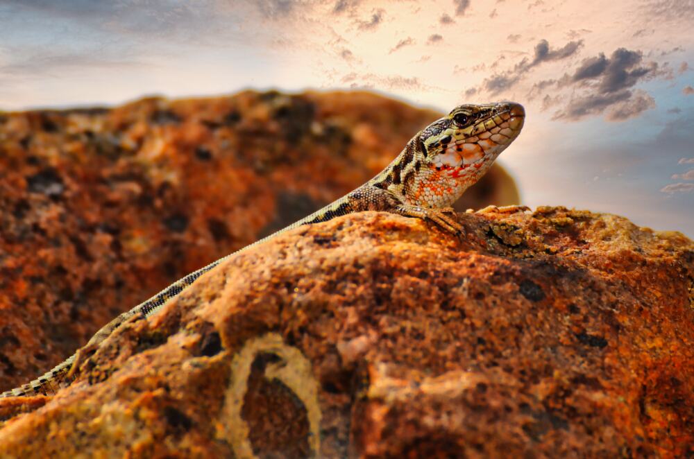 Mauereidechse beim Wandern im Hunsrück entdeckt