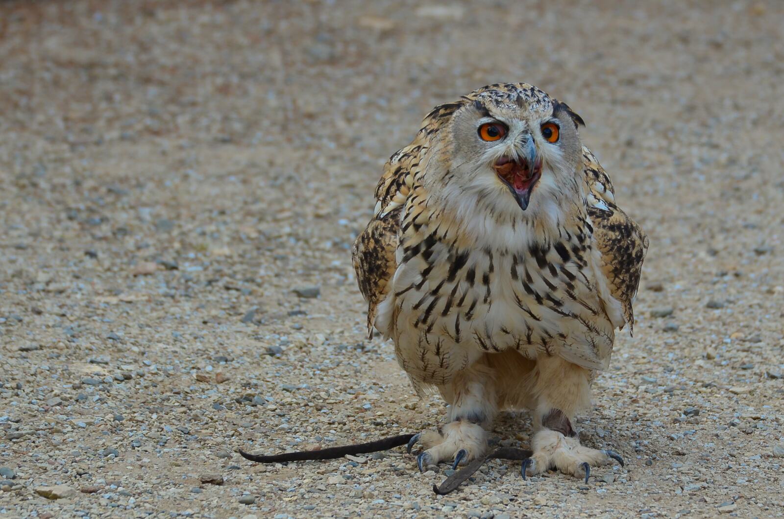 Uhu bei der Fütterung im Tierpark - Nähe Hunsrück